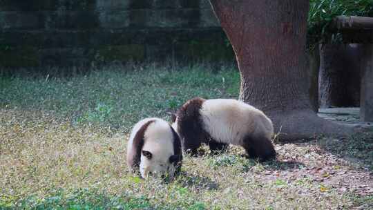 大熊猫草地觅食视频合集