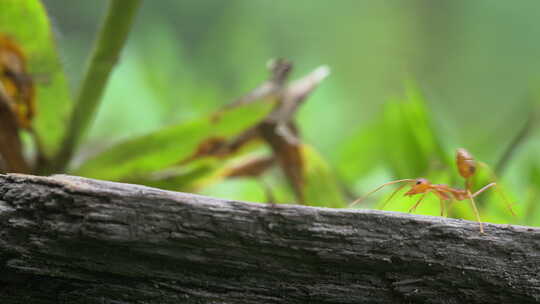 8K蚂蚁黄猄蚁自然空镜昆虫