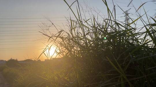 温暖的夕阳下,随风摇摆的小草,远处的高塔