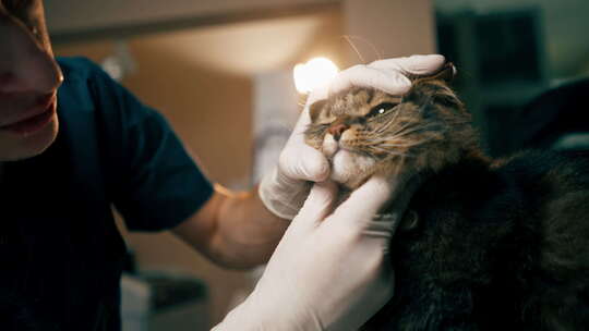 兽医诊所的特写兽医检查猫的牙齿状况