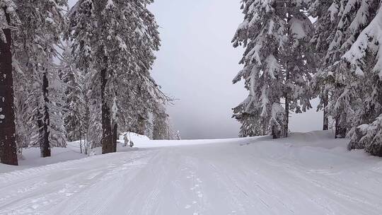 雪覆盖的树木之间的滑雪跑步