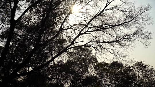 仰望树林阳光抬头看树林天空仰拍树木剪影