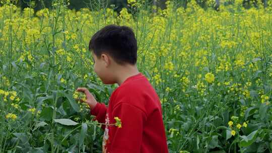 观赏油菜花的儿童