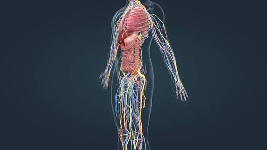 医学三维动画消化系统十二指肠3D医疗动画视频素材模板下载
