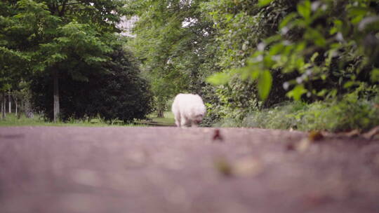 植物森林治愈雨水唯美意境清新自然