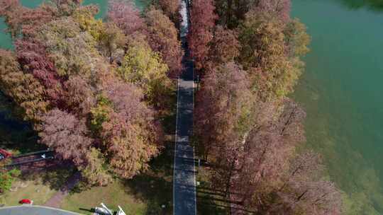 深圳南山四海公园落羽杉