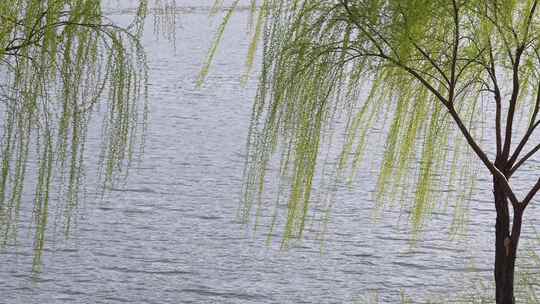 春天柳树发芽柳枝自然风景河流 合集