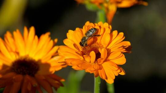 3746_蜜蜂正在给一朵桔子花授粉