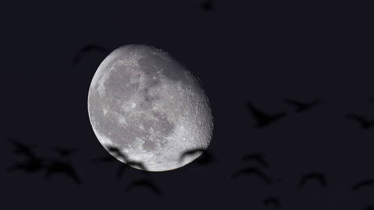 飞翔的鸟与月亮