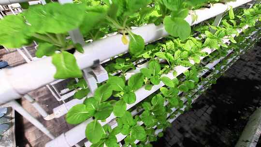 农业大棚种植温室大棚现代农业