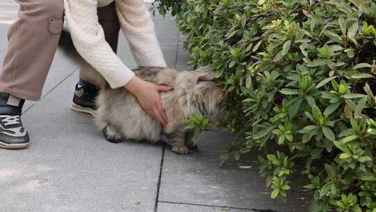 一个小男孩抱起宠物猫金吉拉