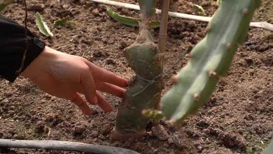 火龙果 火龙果种植 水果 仙人掌科植物