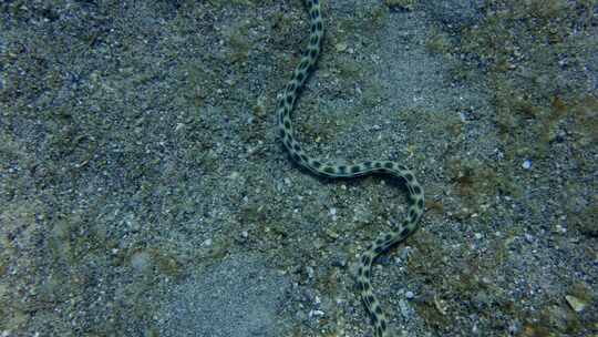 虎蛇鳗，斑点蛇鳗，红海，海床