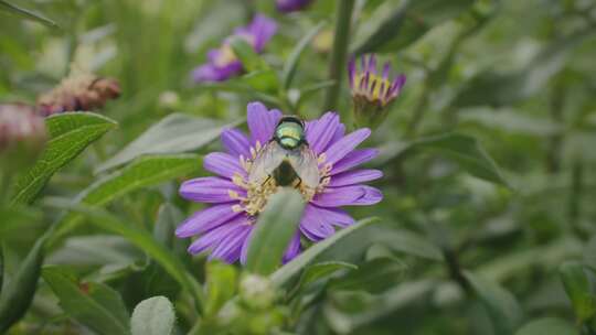 苍蝇，家蝇，昆虫，花