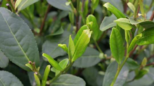 西湖龙井茶树上的茶叶嫩芽特写