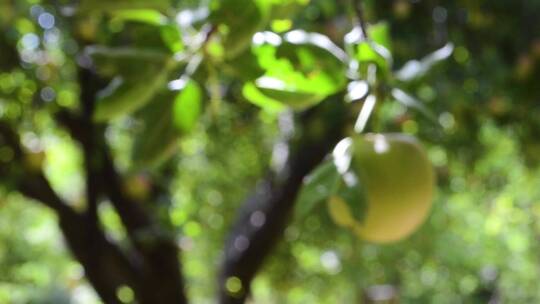 变焦拍摄在果树上的苹果