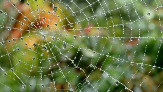 微距拍摄一个蜘蛛网