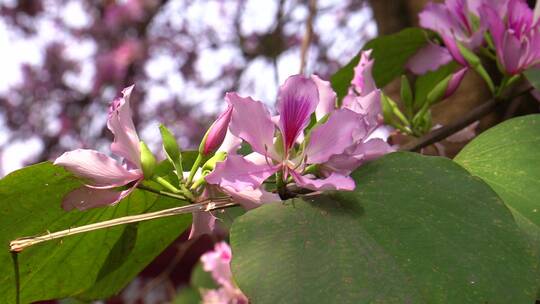 花树，紫荆花，紫花白花