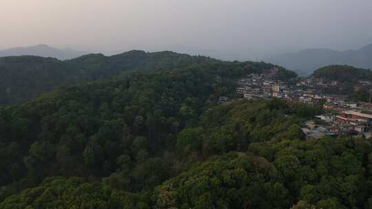 古村落古茶林森林山林树林