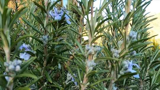 不同种类花朵的特写镜头