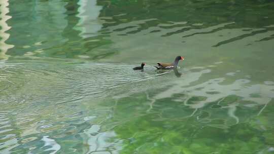 红冠黑水鸡妈妈和黑水鸡宝宝在湖中觅食