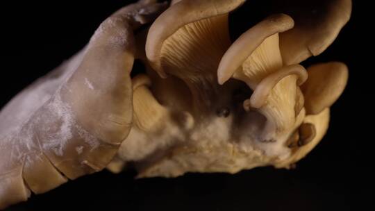 平菇蘑菇食用菌视频素材模板下载