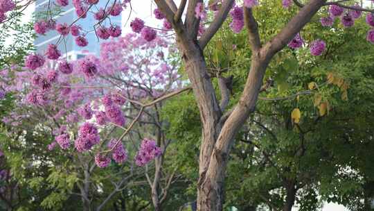 紫花风铃木