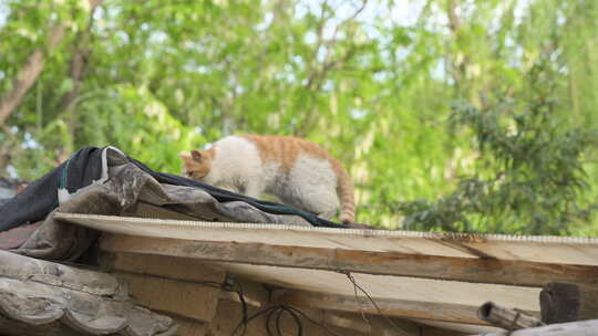 猫在屋顶休息睡觉打哈气