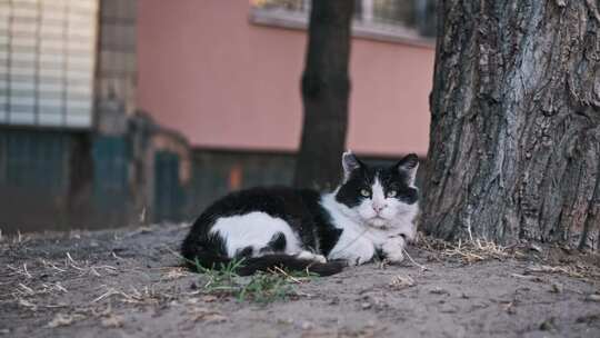 无家可归的猫找到了喘息的机会