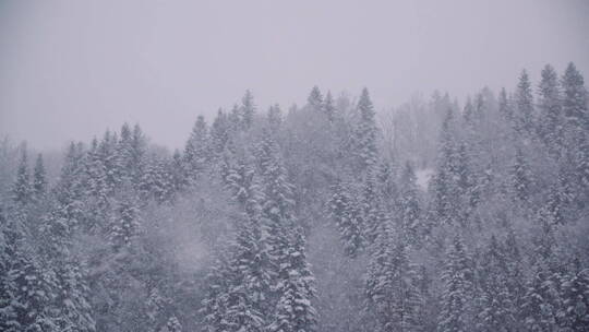 白雪覆盖的树木景观
