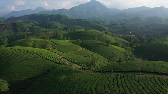 越南龙可可茶山鸟瞰图