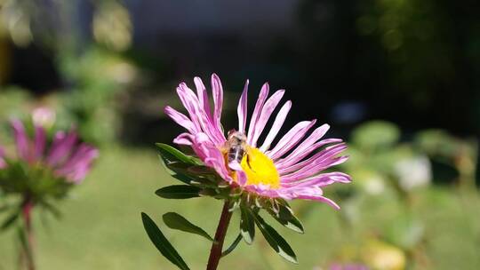 蜜蜂在粉红色花朵上授粉的浅焦点拍摄