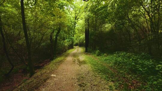 实拍森林和森林中的小路