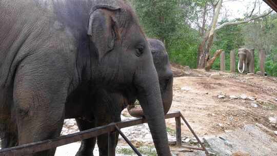 泰国考丘开放动物园围栏里的大象