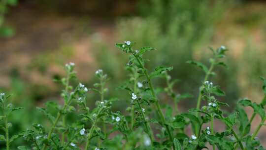 4K植物空镜素材——斑种草