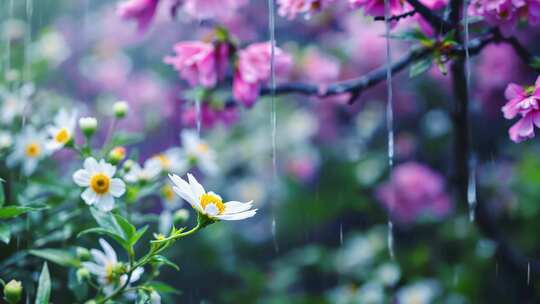 春天雨水中的花朵