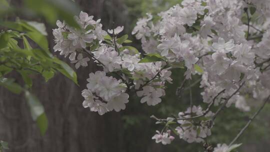 唯美花海-海棠花开春暖花开-风吹花落