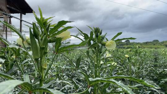 种植秋葵4K实拍视频