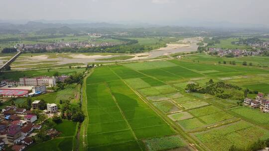 航拍农村水稻