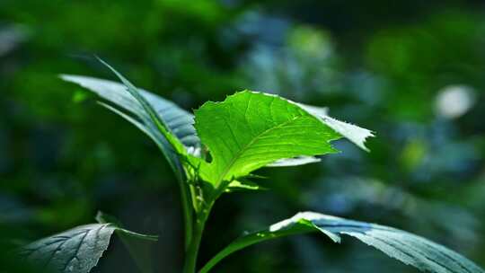 森林里绿色植物枝头光影特写