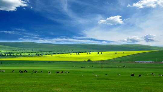 风景 大草原 内蒙古草原 放牧自然风景视频素材模板下载