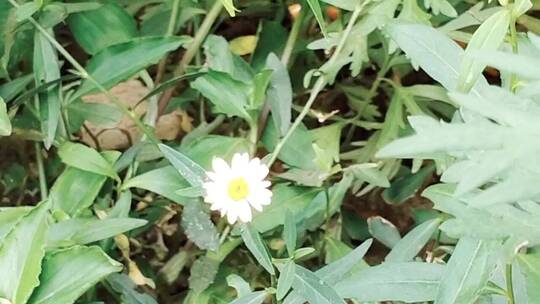 杂草堆里一朵艳丽的小花
