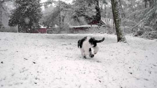 小狗，狗，跑步，下雪