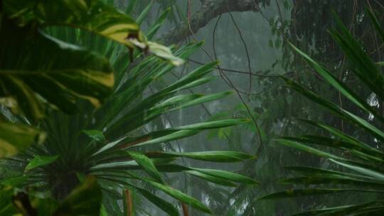 热带森林中的大雨