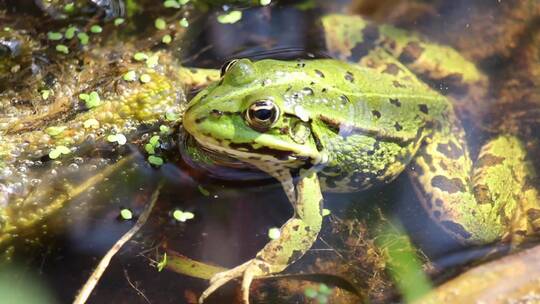青蛙坐在水中