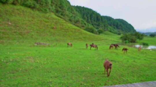 重庆武隆仙女山云上草原自然生态