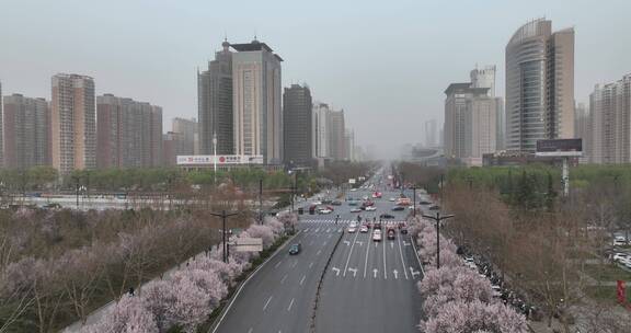 洛阳植物园樱花万物复苏春天公园道路航拍