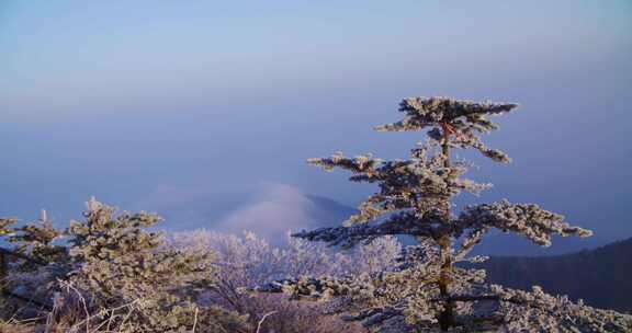 峨眉山 四川 雾凇 冬季 雪景 云海