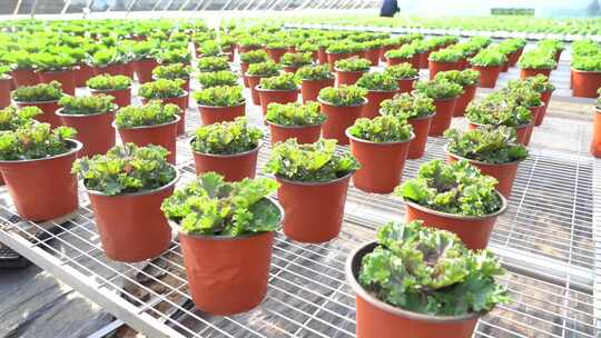 浅紫色甘蓝 观赏甘蓝 蓬松芯甘蓝