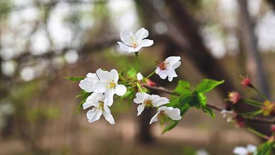 春天盛开的白色粉樱花